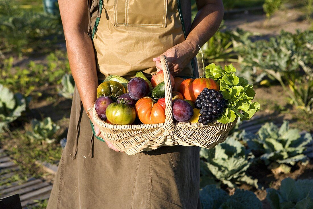 Hände halten Korb mit frischem Obst und Gemüse aus dem Garten