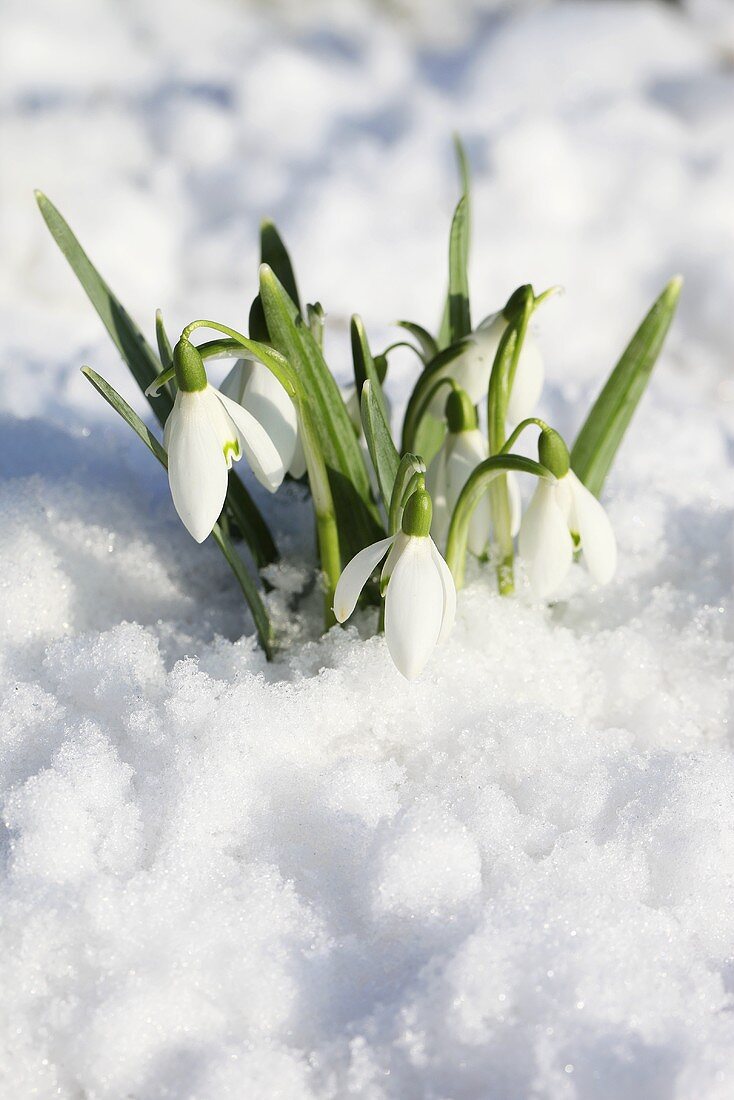 Snowdrops in snow