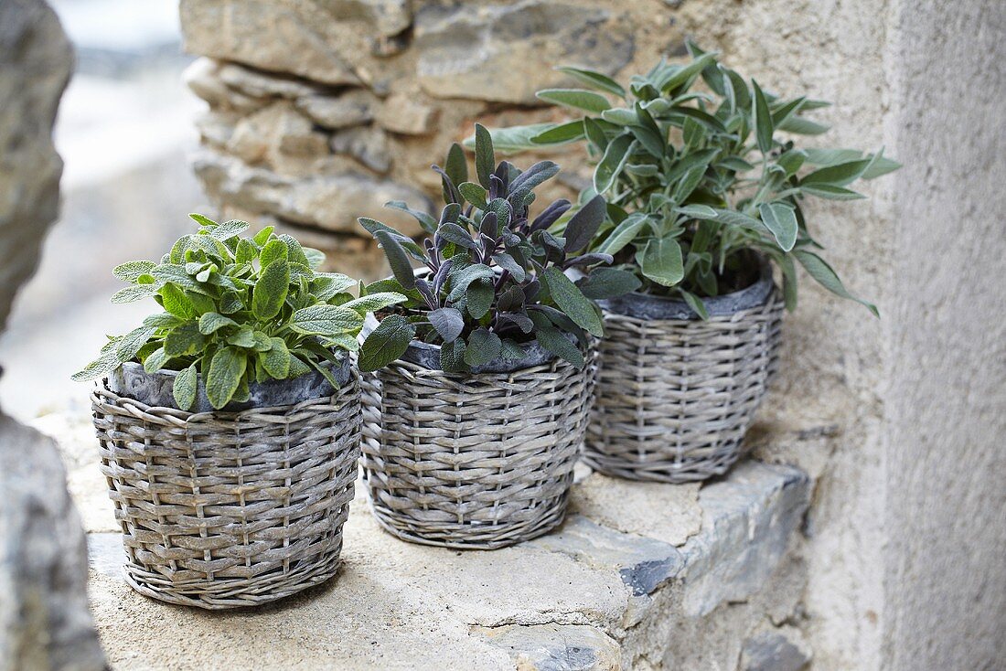 Three flowerpots of sage