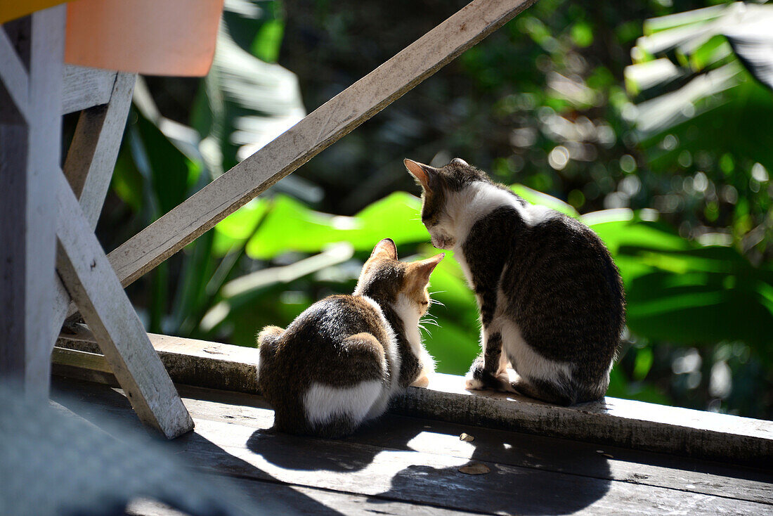 Cats in Luang Prabang, Laos, Asia