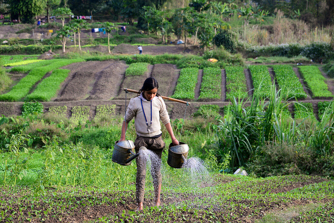 Woman watering plants in a field near Luang Prabang, Laos, Asia