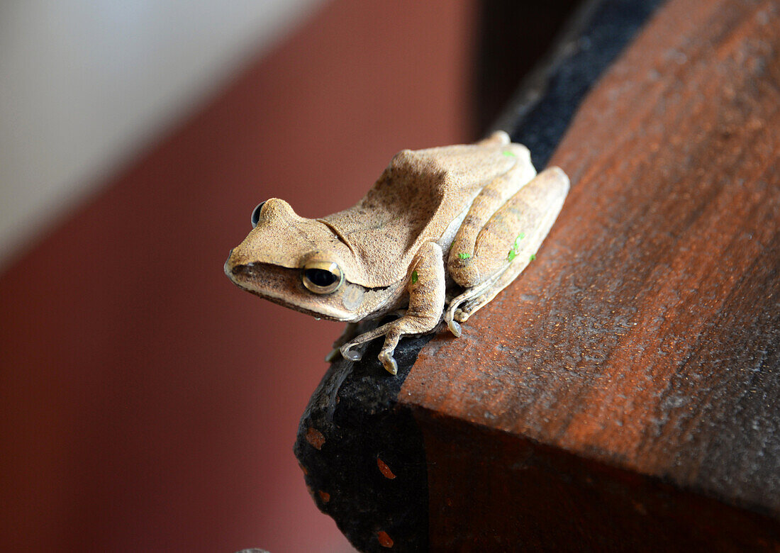 Frog Cai Be in the delta of the Mekong river, Vietnam, Asia