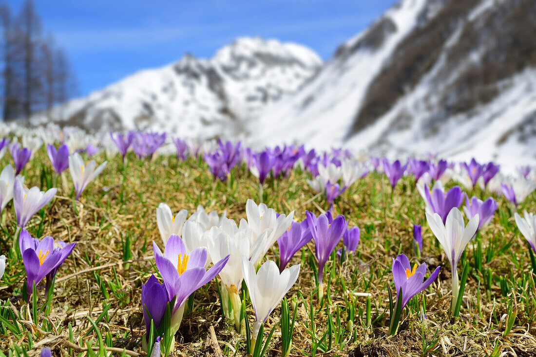 Crocus in blossom, snow covered mountains in background, valley of Ahrntal, Hohe Tauern range, South Tyrol, Italy