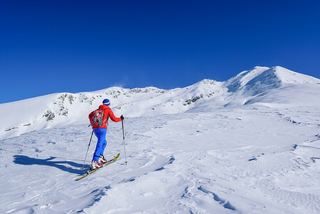 Woman back-country skiing ascending towards Punta Tre Chiosis, Punta Tre Chiosis, Valle Varaita, Cottian Alps, Piedmont, Italy