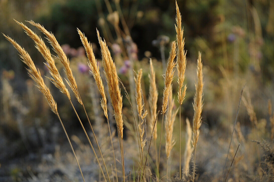 Dried grass in the Serrania de Ronda, Malaga Province, Andalusia, Spain