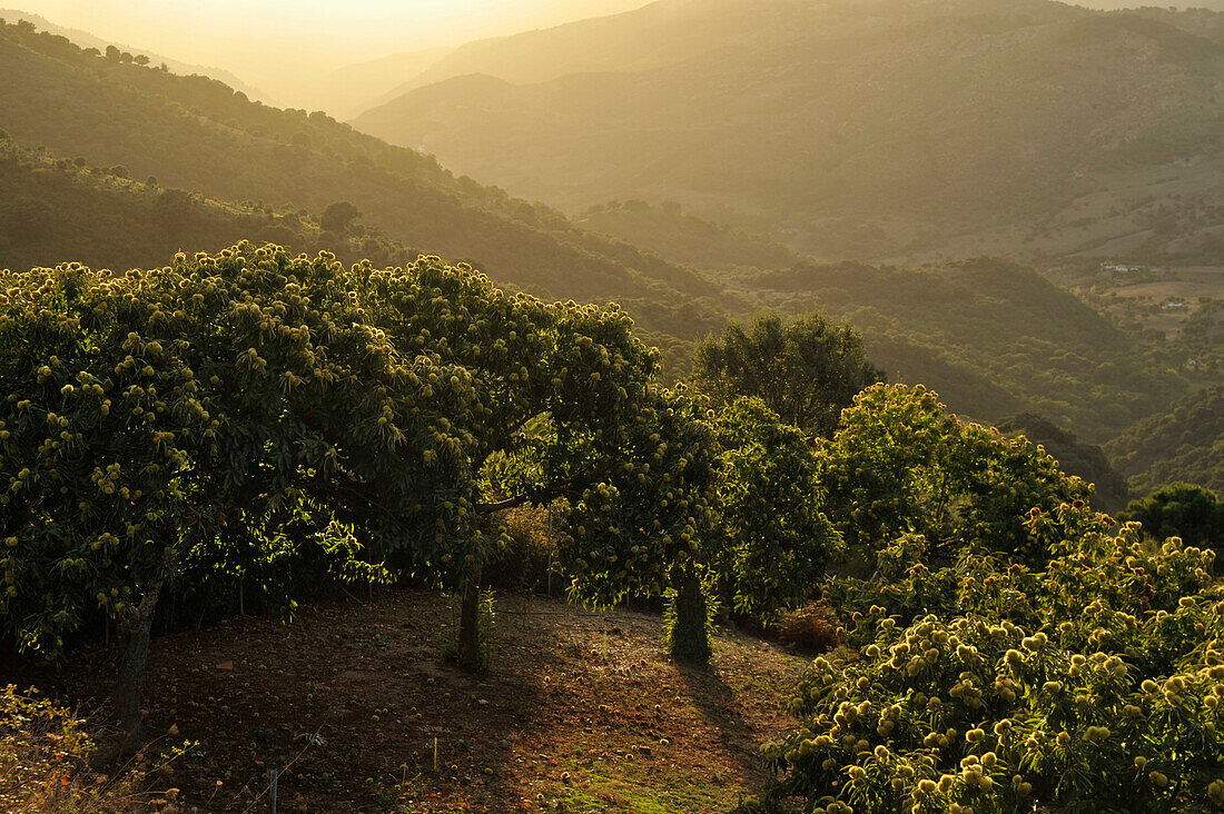 Esskastanien Bäume im Abendlicht bei Gaucin, Serrania de Ronda, Andalusien, Spanien, Europa