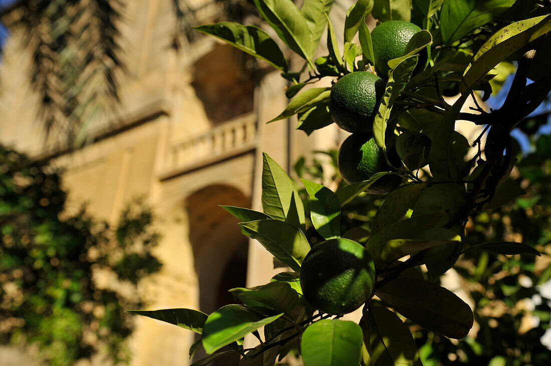 Green oranges on the tree in the garden in the Mezquita in evening, Cordoba, Andalusia, Spain