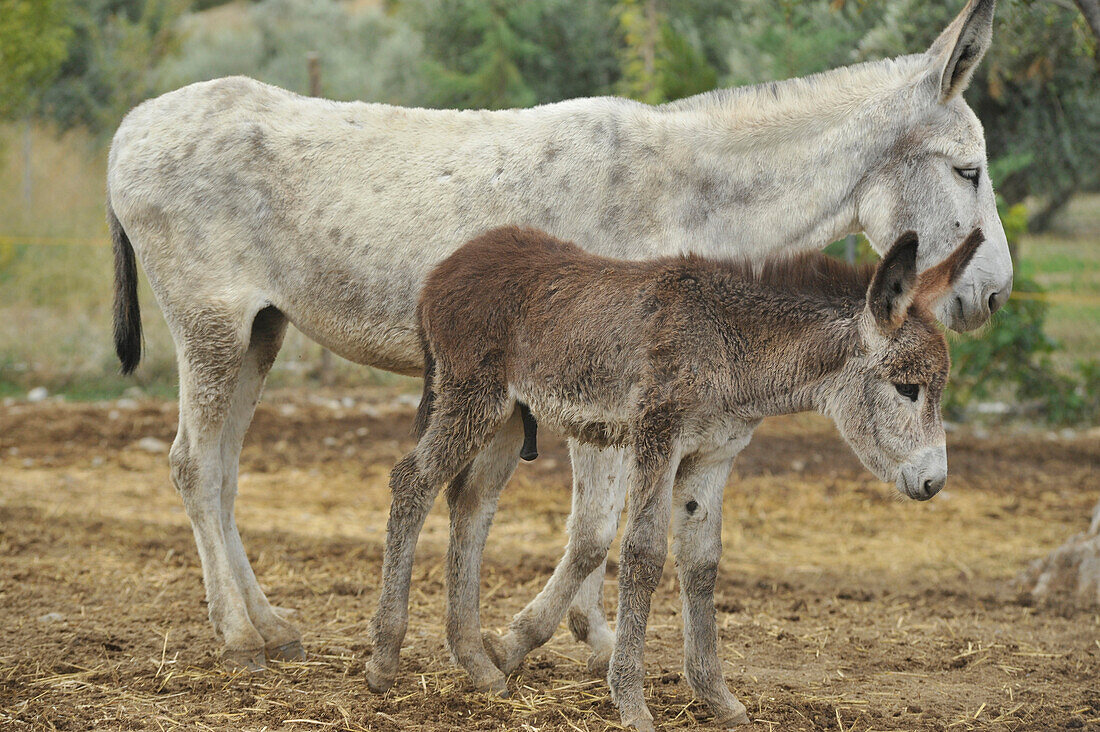 two Andalusian donkeys, mare and foal, near Malaga, Andalusia, Spain