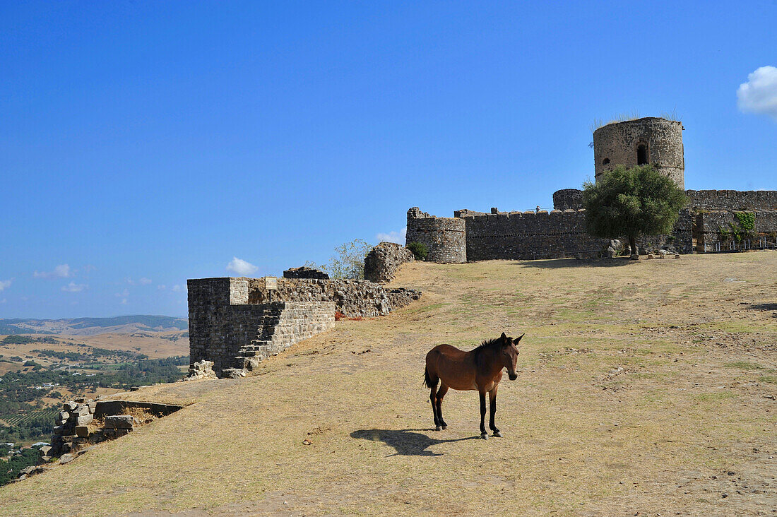 Lonesome horse at the old fort in Jimena de la Frontera, Andalusia, Spain