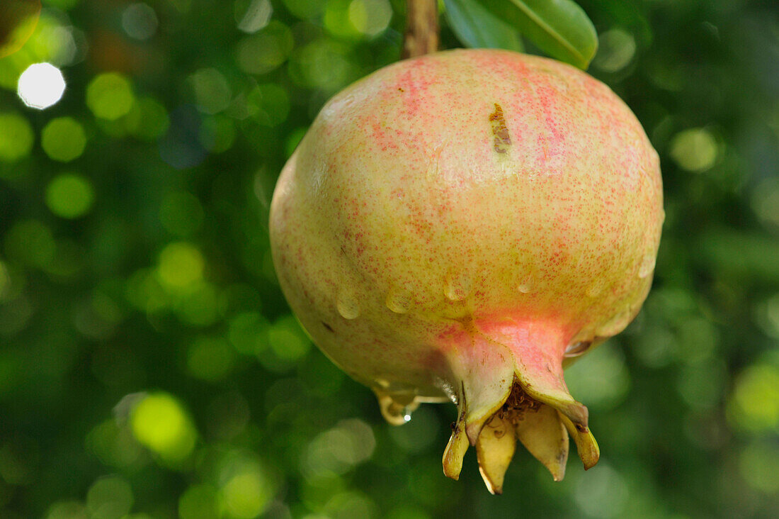 Pomgranate fruit in the vegas near Monachil near Granada, at the foothills of Sierra Nevada, Andalusia, Spain