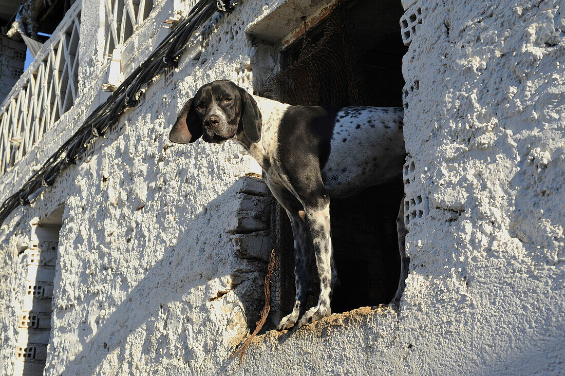 dog looking out of a stable window in Monachil near Granada at the foothills of the Sierra Nevada, Andalusia, Spain