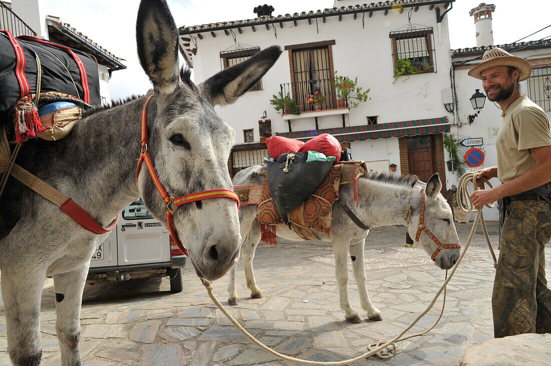 Mann mit seinen zwei Andalusischen Rieseneseln in Algatocin, Serrania de Ronda, Andalusien, Spanien, Europa