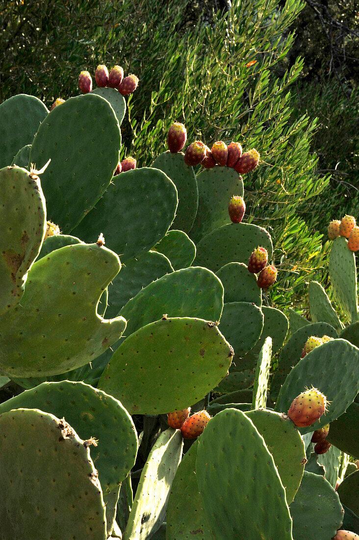 Cacti and cork oak trees in the Serrania de Ronda, Andalusia, Spain