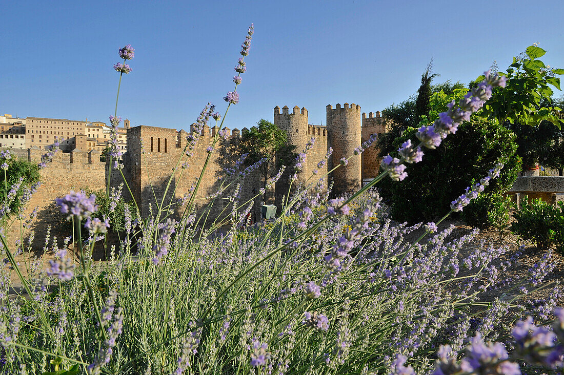 Blühender Lavendel an der Stadtmauer in Toledo, Kastilien-La Mancha, Spanien
