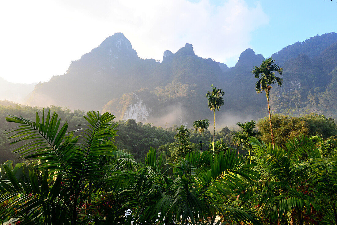 Palm trees in Khao Sok National Park, Surat Thani, South Thailand, Asia