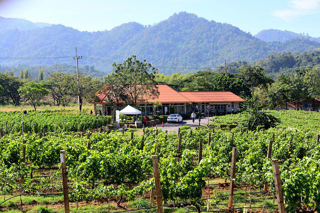 Vineyard Granmonte Estate at Khao Yai National Park, center of Thailand, Thailand
