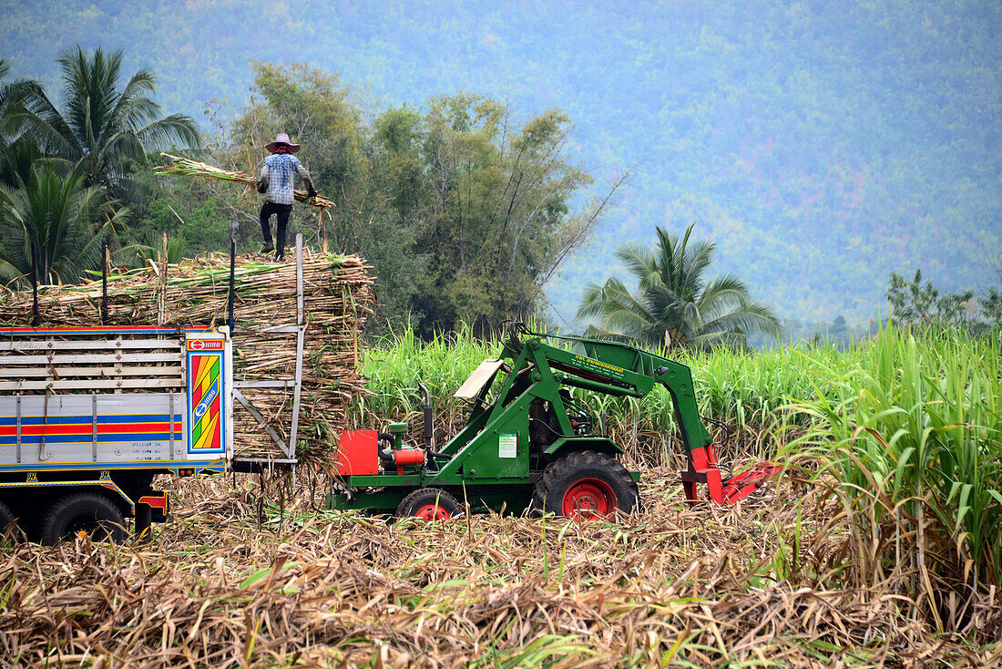 Landwirtschaft am Erawan National Park bei Kanchanaburi, Thailand