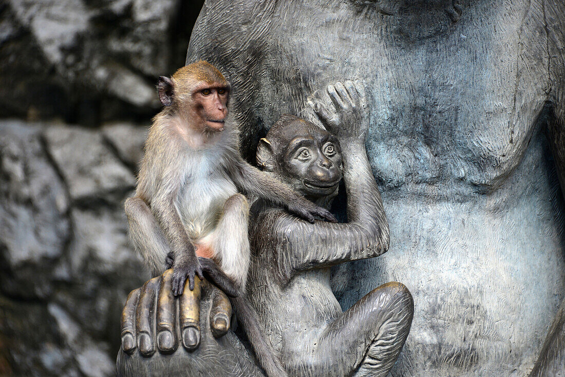 Monkey at Khao Chong Krachok in Prachuap Khiri Khan at Golf of Thailand, center-Thailand, Thailand