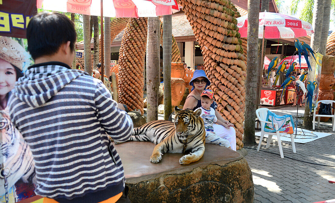 Echter Tiger im Nong Nooch Village bei Pattaya, Chon Buri, Golf von Thailand, Thailand