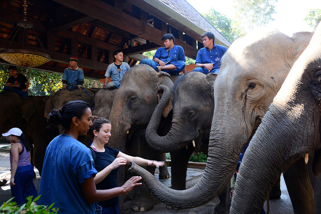 Elephant camp and resort, Hotel Anantara in the golden triangle near Sop Ruak, North-Thailand, Thailand