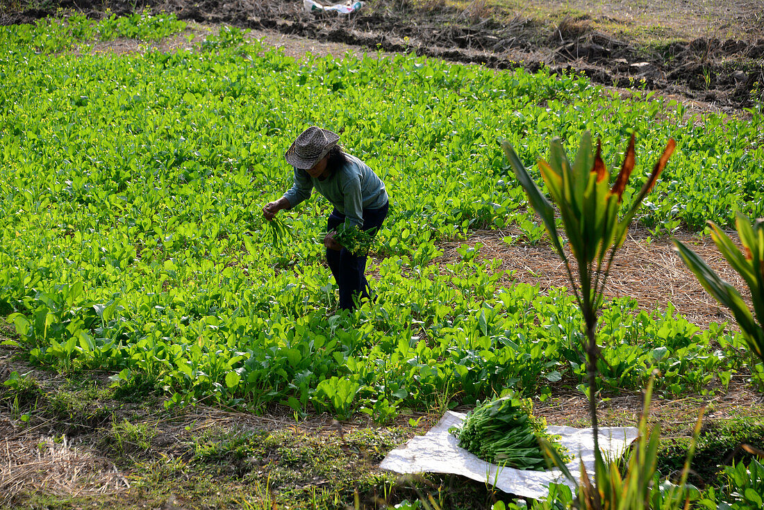 Farmer near Chiang Rai, North-Thailand, Thailand