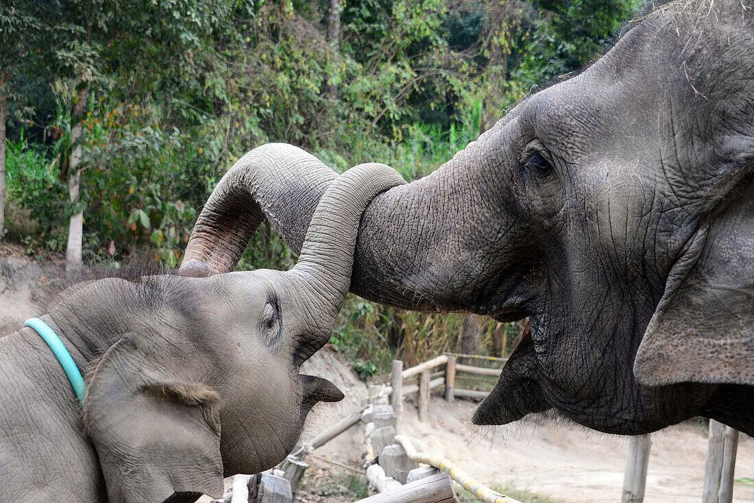 Thai Elephant Conservation Center bei Lampang, Nord-Thailand, Thailand