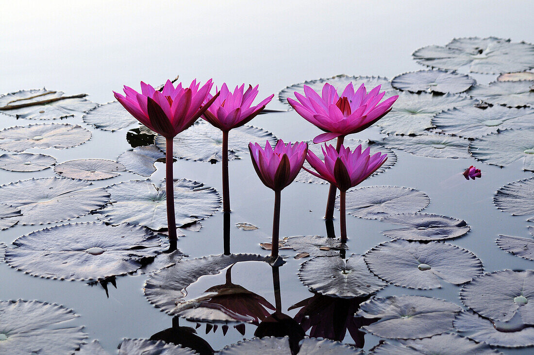 Water lily in a lake in Old-Sukhothai, Thailand