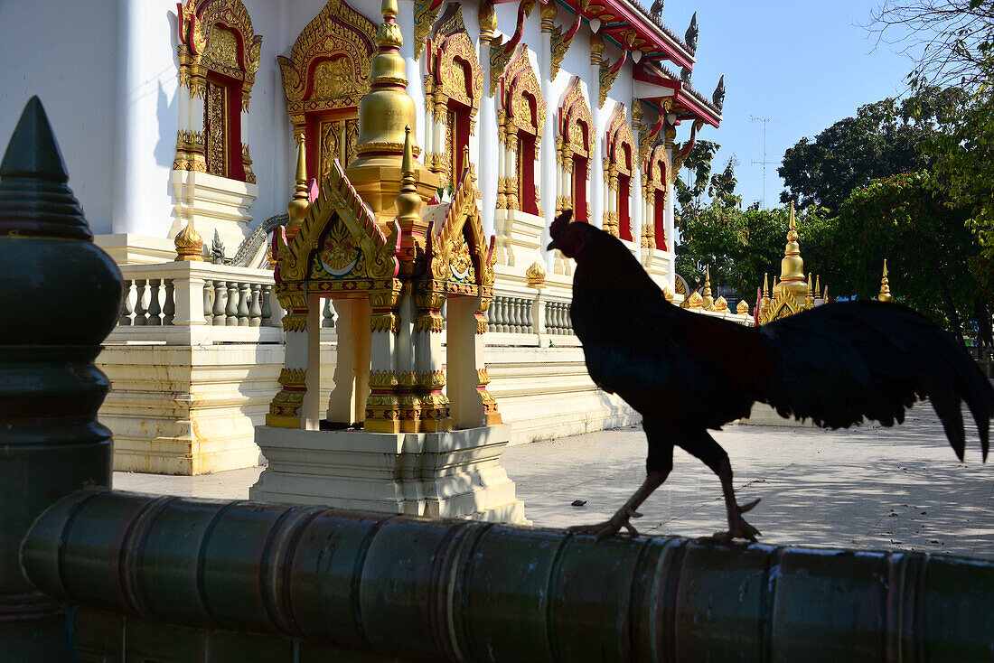 Hahn am Wat Rajthanee, Neu- Sukhothai, Thailand