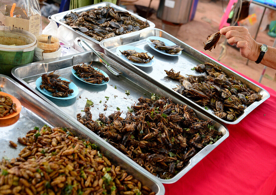 Snacks, Insekten in Bangkok, Thailand, Asian