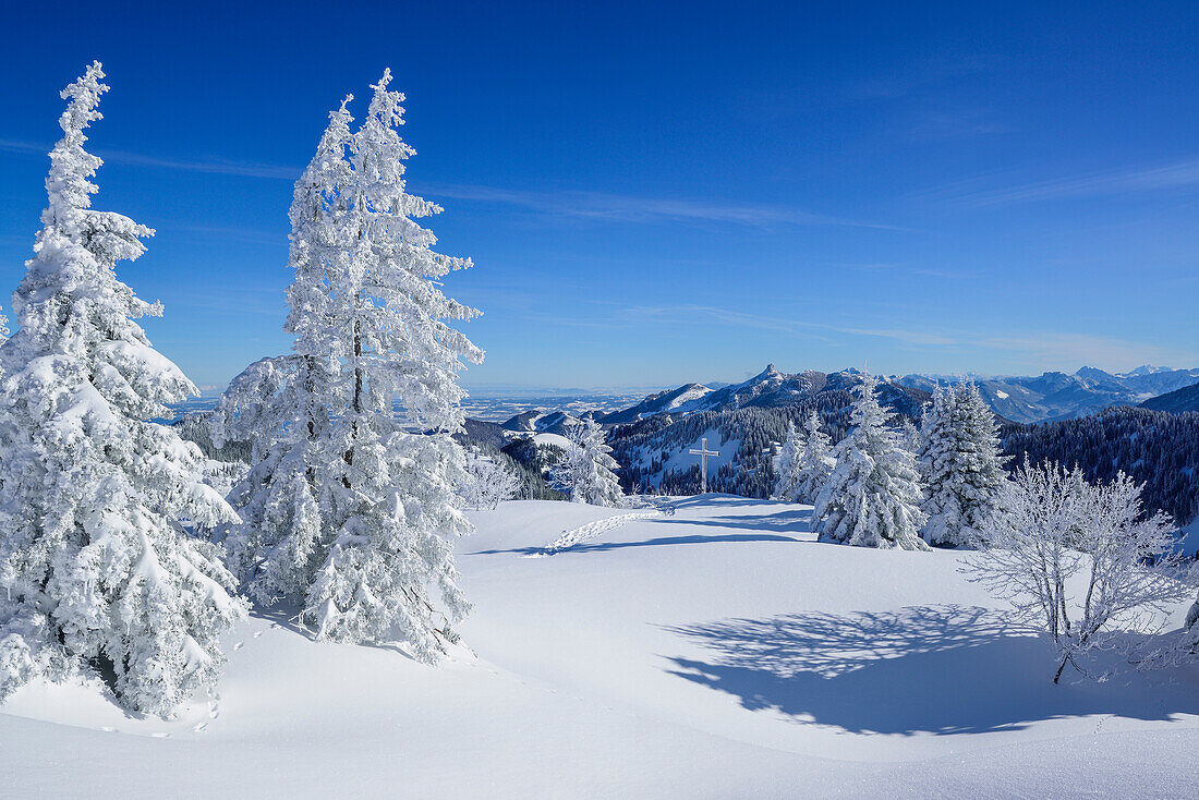 Snow-covered trees with view to Chiemgau range with Kampenwand, Hochries, Samerberg, Chiemgau range, Chiemgau, Upper Bavaria, Bavaria, Germany