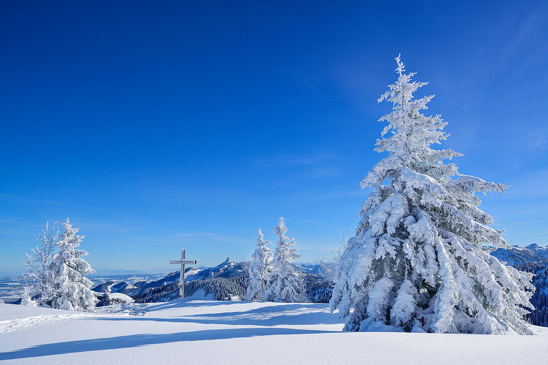 Snow-covered trees with view to Chiemgau range with Kampenwand, Hochries, Samerberg, Chiemgau range, Chiemgau, Upper Bavaria, Bavaria, Germany