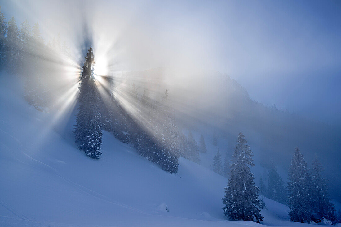 God beams in winter forest, Sonntagshorn, Chiemgau range, Salzburg, Austria