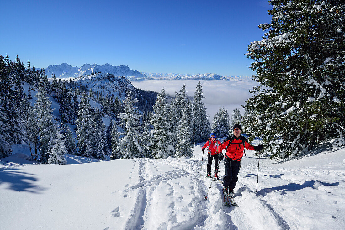 Two persons back-country skiing ascending through winter forest towards Sonntagshorn, Sonntagshorn, Chiemgau range, Salzburg, Austria