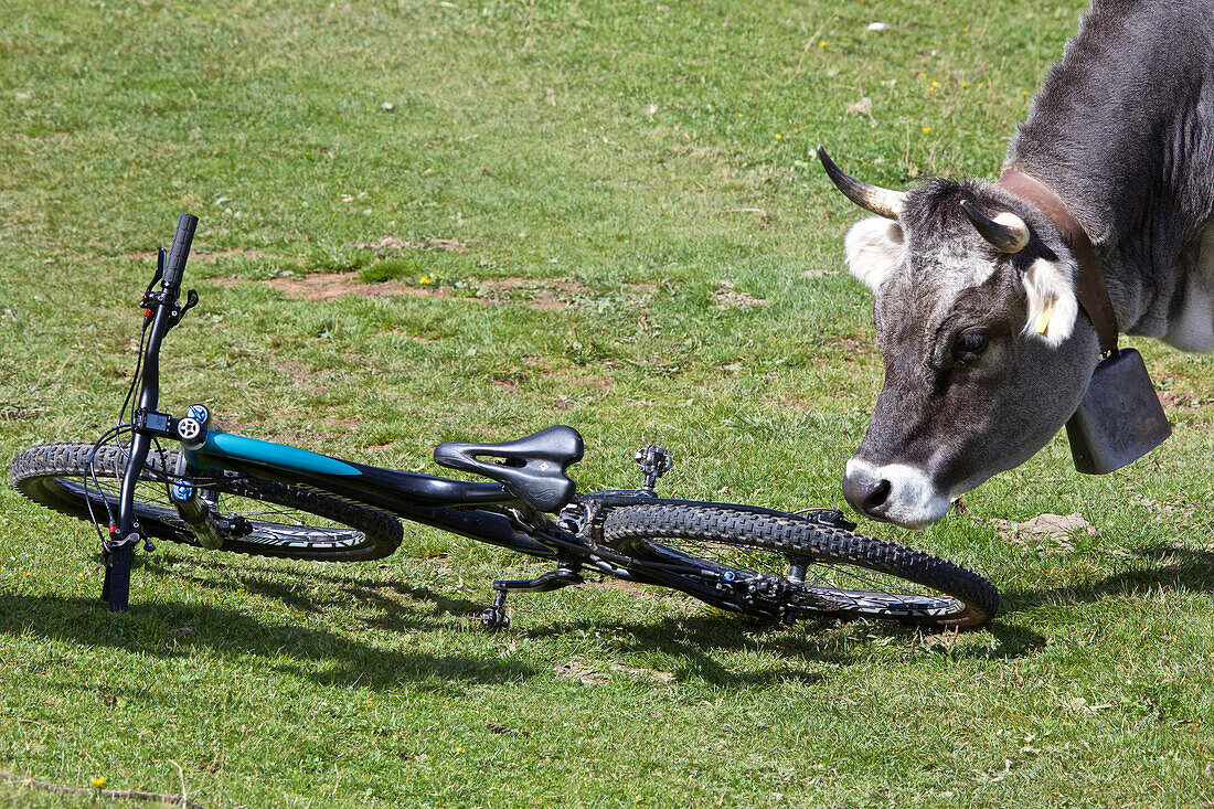 Kuh mit Kuhglocke schnuppert an einem Mountainbike, Trentino, Italien