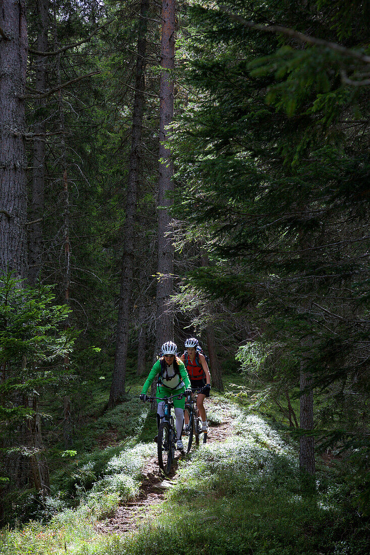 two mountain bikers on a single-trail in the forest, Trentino Italy