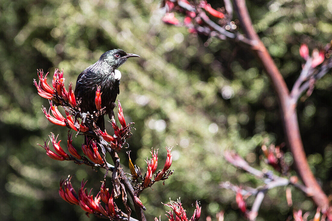 Ein Vogel, ein Tui auf Neuseeland-Flachs, Papatowai, Catlins, Südinsel, Neuseeland
