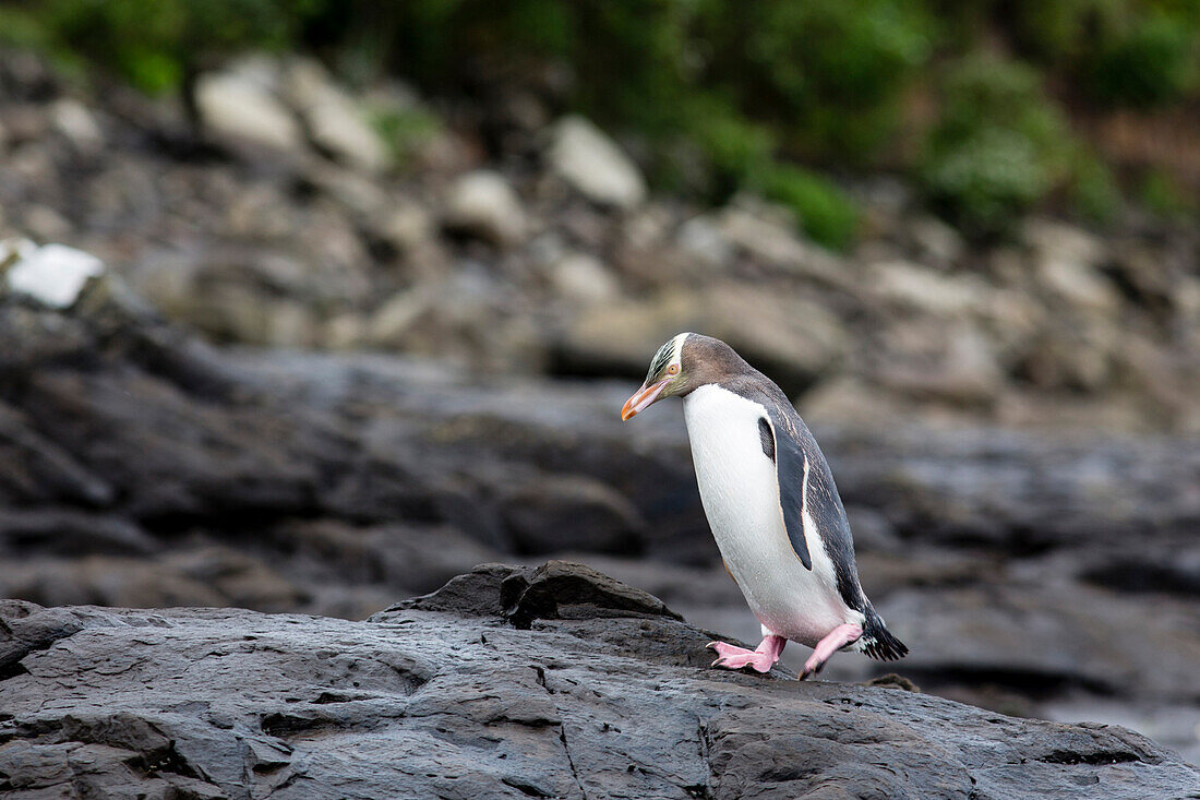 Yellow-eyed penguin at petrified Forest, Curio Bay, Catlins, South Island, New Zealand