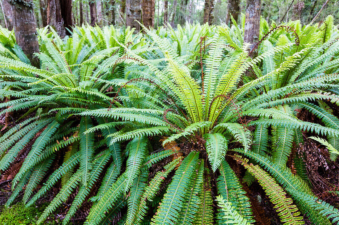 Fern in the rainforest of Fjordland, at Lake Manapouri, Hope Arm, South Island, New Zealand