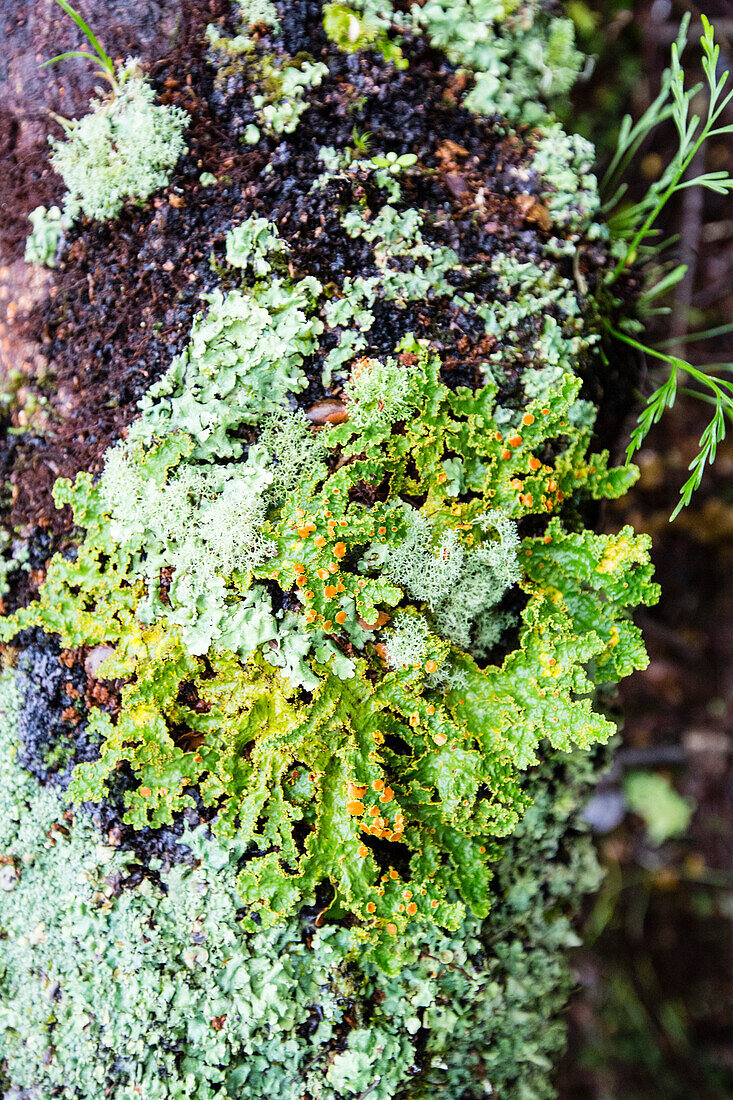 Lichens in the rainforest of Fjordland, South Island, New Zealand
