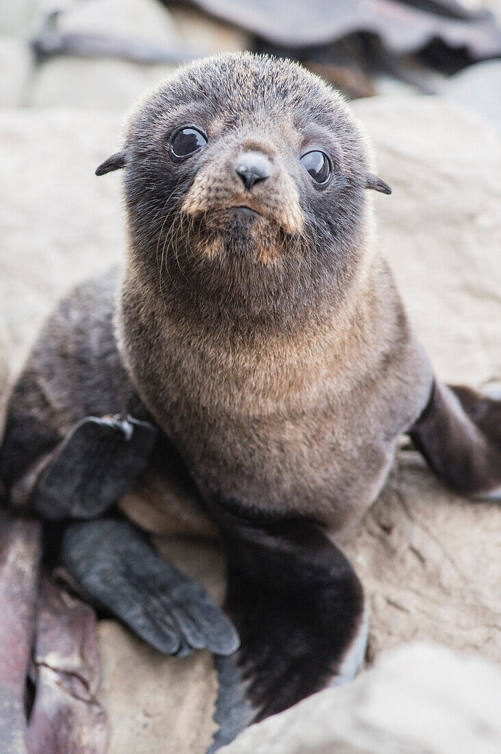 Baby Seebär, Half Moon Bay, Kaikoura, Südinsel, Neuseeland