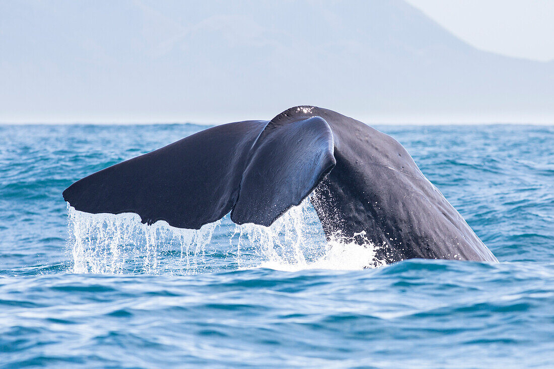 Fluke of a spermwhale at Kaikoura, South Island, New Zealand