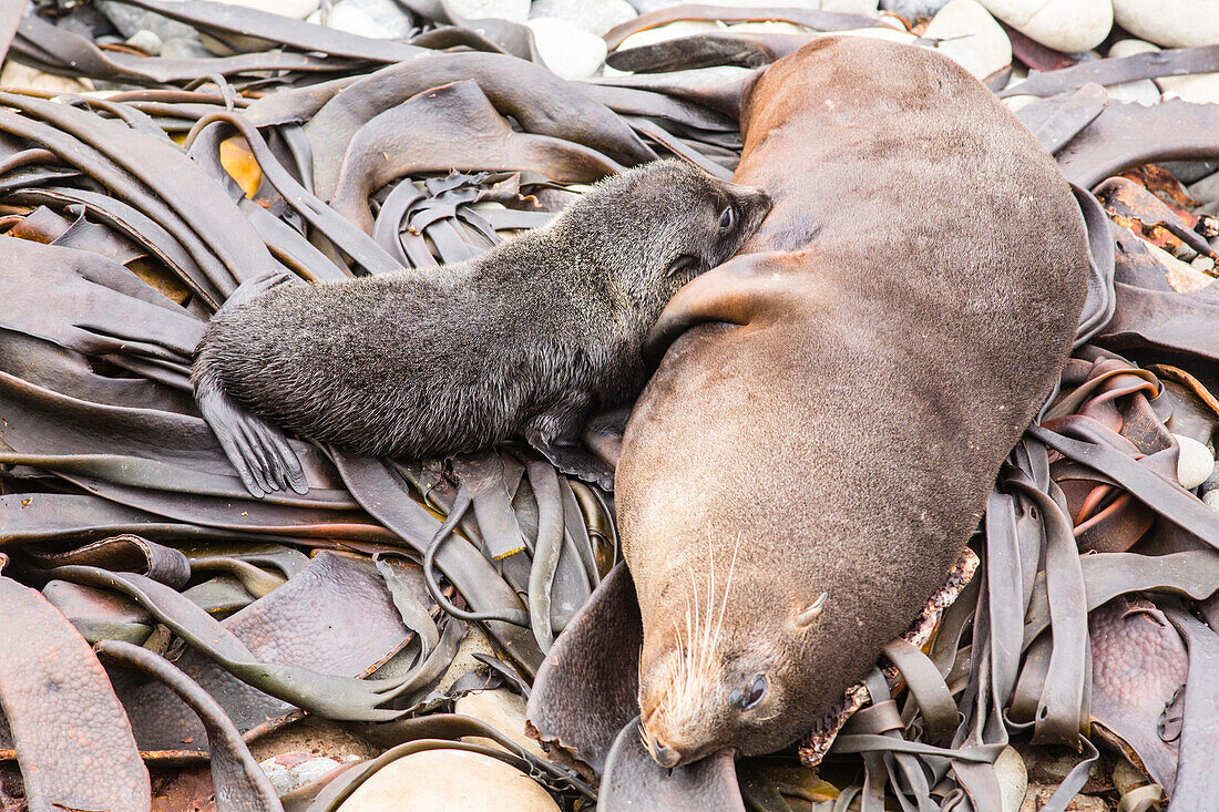 Säugender Baby Seebär und Mutter, Half Moon Bay, Kaikoura, Südinsel, Neuseeland