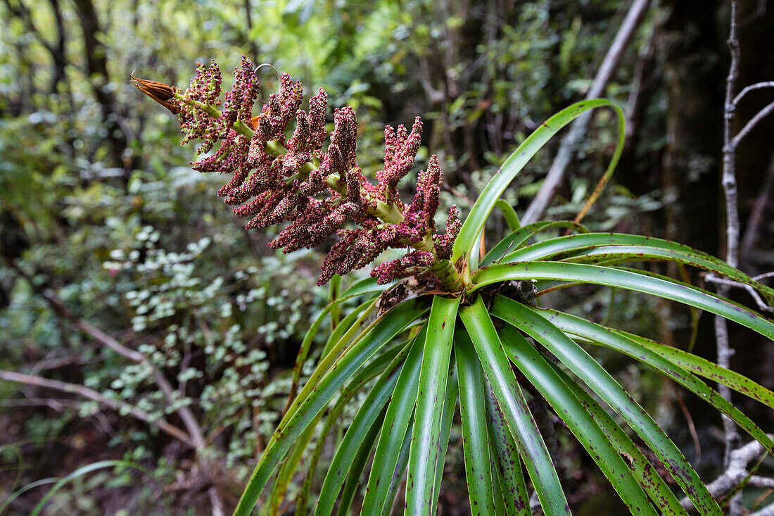 Abel Tasman National Park, South Island, New Zealand