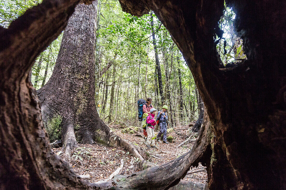 A woman and two girls hiking from the inland to the coast of Abel Tasman National Park, South Island, New Zealand