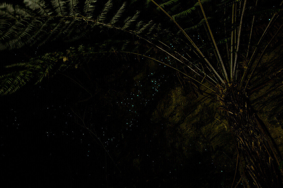 Glow Worms at Havelock, Marlborough Sounds, South Island, New Zealand.