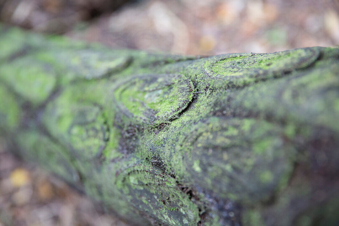 Stamm eines Farnbaumes, Neuseeland