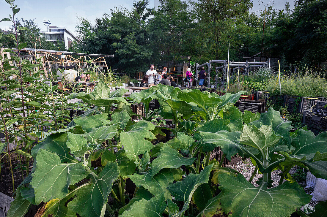 Prinzessinnengarten, Umwelt Projekt mit ökologischen Anbau