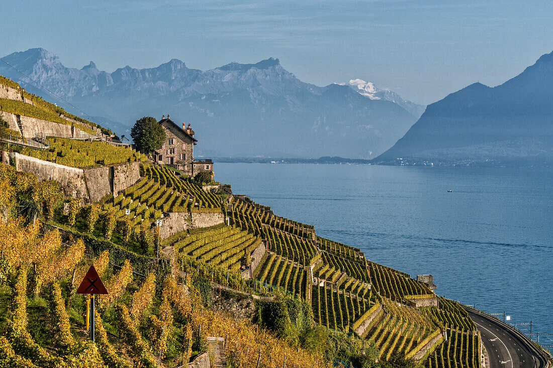 Vineyards , Lavaux region, Lake Geneva, Swiss Alps,  Switzerland