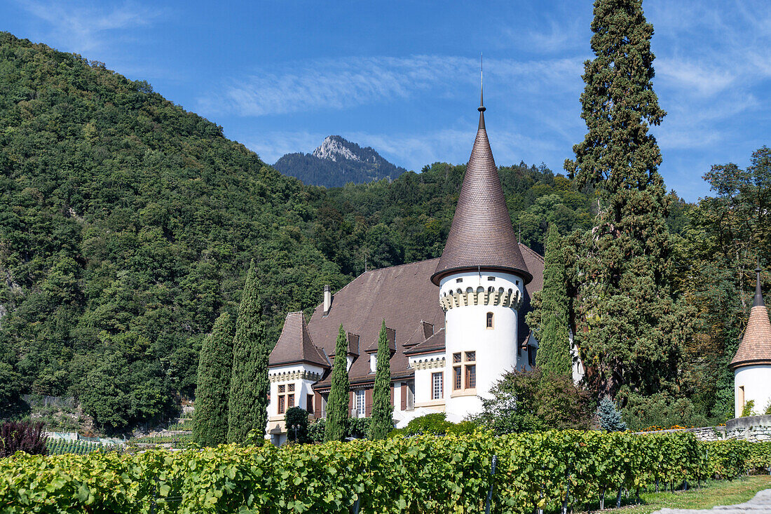 Chateau Maison Blanche, Vineyards , Yvorne,  Lavaux region, Lake Geneva, Swiss Alps,  Switzerland