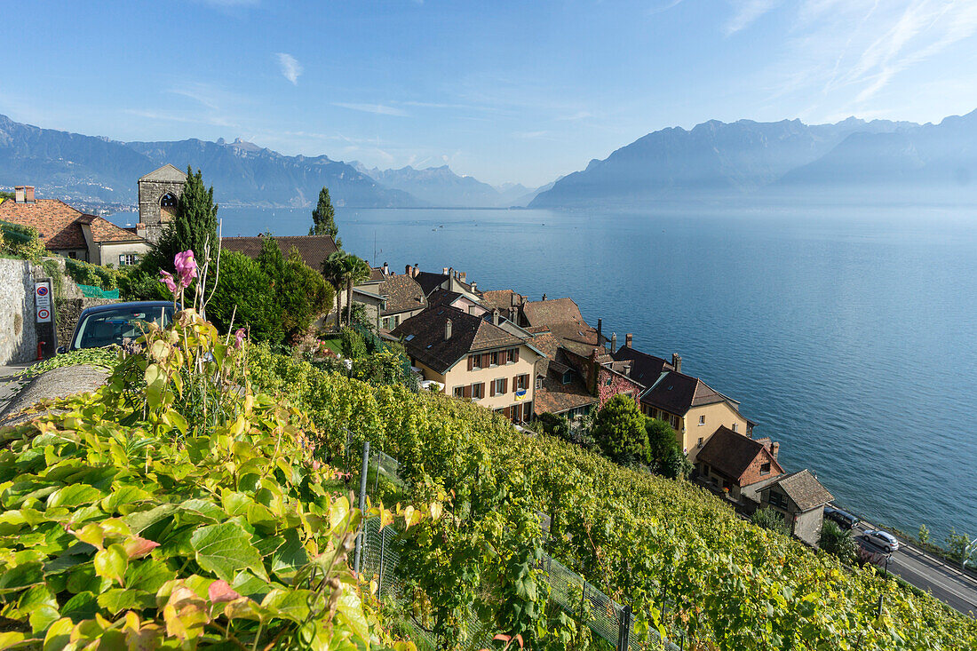 St. Saphorin, Vineyards , Lavaux region, Lake Geneva, Swiss Alps,  Switzerland